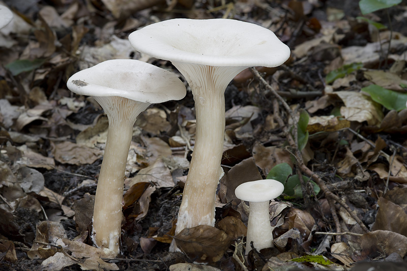 Clitocybe geotropa